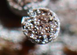 Attēlu rezultāti vaicājumam “Physarum murinum spores”