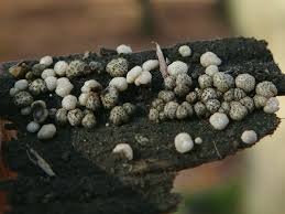 Attēlu rezultāti vaicājumam “Hypocrea gelatinosa”