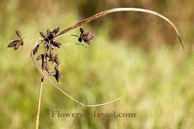 Attēlu rezultāti vaicājumam “Bolboschoenus maritimus flower”
