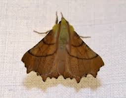 Attēlu rezultāti vaicājumam “Ennomos alniaria”