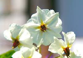 Attēlu rezultāti vaicājumam “Solanum tuberosum flower”