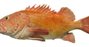 Image result for Sebastes