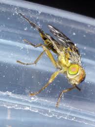 Attēlu rezultāti vaicājumam “Urophora jaceana”