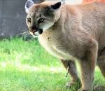 File:Cougar pounce.jpg - Wikimedia Commons