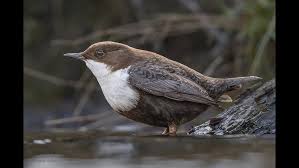 Attēlu rezultāti vaicājumam “Cinclus cinclus”