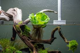 Attēlu rezultāti vaicājumam “Pistia stratiotes”