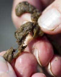 Attēlu rezultāti vaicājumam “Didymium nigripes stalked”