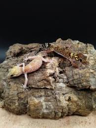 Risultati immagini per dasia smaragdina