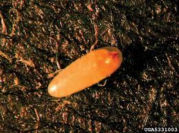 Attēlu rezultāti vaicājumam “Tetropium fuscum”