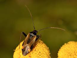 Attēlu rezultāti vaicājumam “Adelphocoris seticornis”