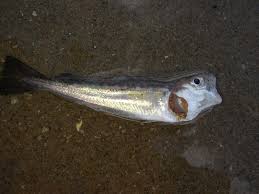 Image result for Merlangius merlangus