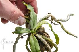 Attēlu rezultāti vaicājumam “Heterotrichia oerstedii (syn. Arcyria oerstedii) stalked”