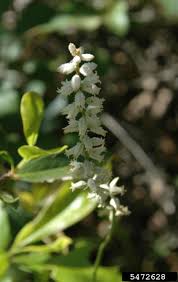 Attēlu rezultāti vaicājumam “Aphis farinosa”