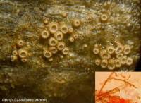 Attēlu rezultāti vaicājumam “Merismodes anomala”