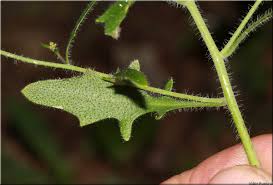 Attēlu rezultāti vaicājumam “Cardaminopsis arenosa leaf”