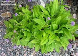 Attēlu rezultāti vaicājumam “Succisa pratensis bud”