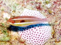 Image result for Sparisoma aurofrenatum