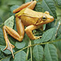 Attēlu rezultāti vaicājumam “Ranidae”