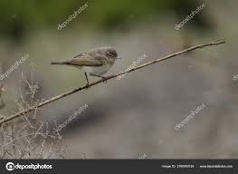 Image result for Phylloscopus orientalis