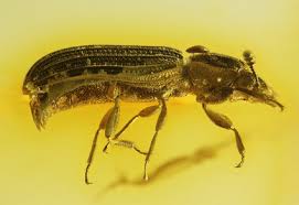 Attēlu rezultāti vaicājumam “Zopheridae”