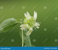 Attēlu rezultāti vaicājumam “Silene baccifera leaf”
