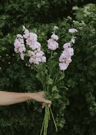 Image result for Levkoje