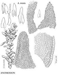 Attēlu rezultāti vaicājumam “Anomodon”