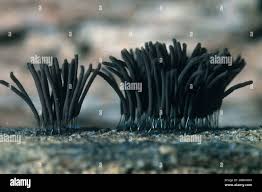 Attēlu rezultāti vaicājumam “Stemonitis fusca var. nigrescens”