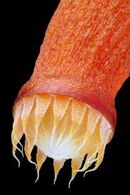 Attēlu rezultāti vaicājumam “Bryum neodamense”