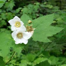 Attēlu rezultāti vaicājumam “Rubus parviflorus”