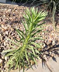 Attēlu rezultāti vaicājumam “Erigeron canadensis”