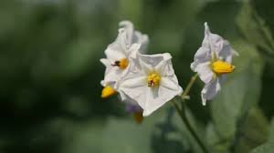 Attēlu rezultāti vaicājumam “Solanum tuberosum flower”