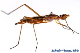 Attēlu rezultāti vaicājumam “Micropezidae”