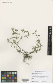 Attēlu rezultāti vaicājumam “Acinos arvensis leaf”