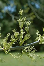 Attēlu rezultāti vaicājumam “Fraxinus pennsylvanica male flower”