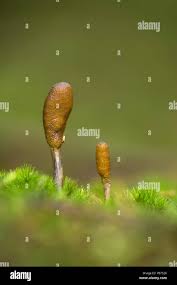 Attēlu rezultāti vaicājumam “Cordyceps ophioglossoides”