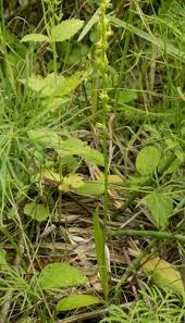 Attēlu rezultāti vaicājumam “Herminium monorchis leaf”