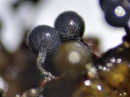 Attēlu rezultāti vaicājumam “Cribraria macrocarpa”