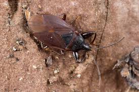 Attēlu rezultāti vaicājumam “Gastrodes grossipes”