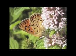 Attēlu rezultāti vaicājumam “Lycaena tityrus female”