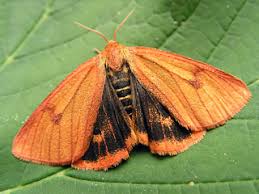 Attēlu rezultāti vaicājumam “Diacrisia sannio male”