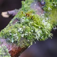 Attēlu rezultāti vaicājumam “Bryum funkii macro”