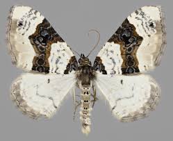 Attēlu rezultāti vaicājumam “Cosmorhoe ocellata”