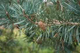 Attēlu rezultāti vaicājumam “Pinus sylvestris leaf”