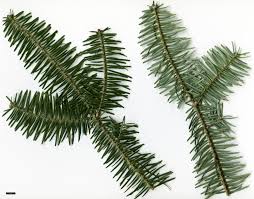 Attēlu rezultāti vaicājumam “Abies balsamea”