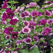 Image result for Malve