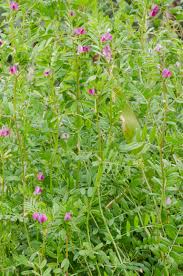 Attēlu rezultāti vaicājumam “Vicia angustifolia”