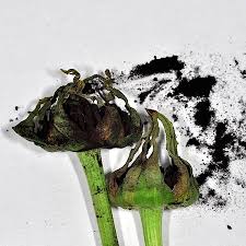 Attēlu rezultāti vaicājumam “Microbotryum tragopogonis - pratensis”