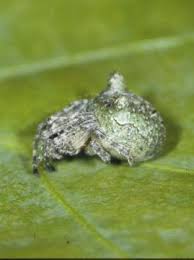 Attēlu rezultāti vaicājumam “Gibbaranea gibbosa”