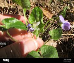 Attēlu rezultāti vaicājumam “Viola collina”
